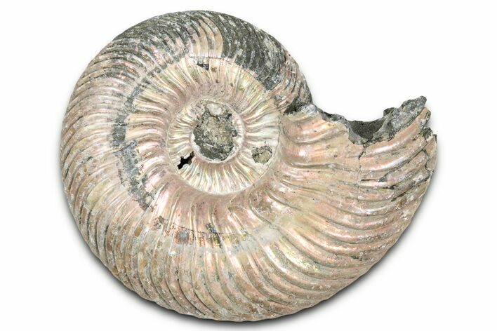 Iridescent, Pyritized Ammonite (Quenstedticeras) Fossil - Russia #337337